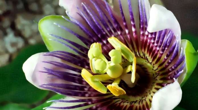 Louie Schwartzberg: Naturaleza. Belleza. Gratitud : Photo courtesy of © TED Conferences LLC